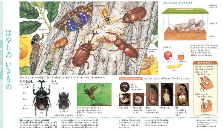 まなびwith・年長コースの「まなびブック」の図鑑のページ