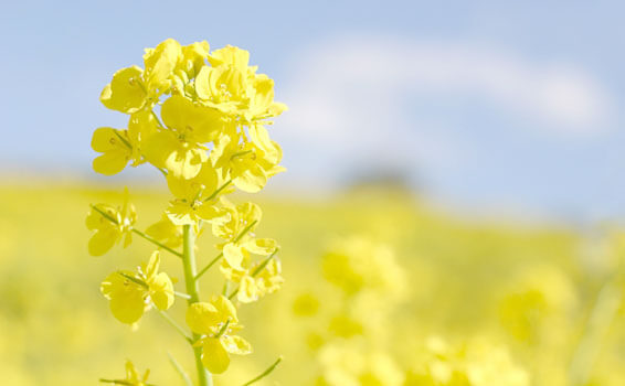 菜の花